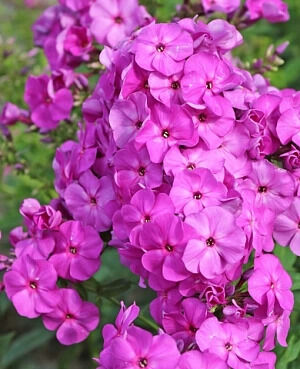 Phlox paniculata Captain Victory