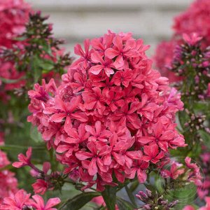 Phlox paniculata Cleopatra