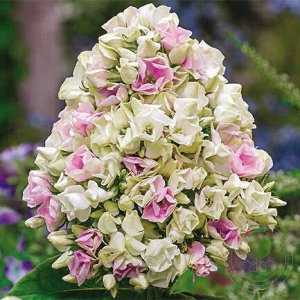 Флокс Phlox paniculata Creme de la Cr?me