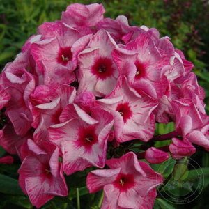 Phlox paniculata Fairytail of the Ural