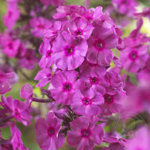 Флокс Phlox paniculata Fondant Fancy