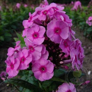Флокс Phlox paniculata Fondant Fancy