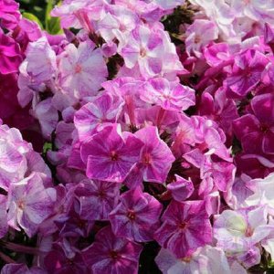 Флокс Phlox paniculata Freckle Purple Shades