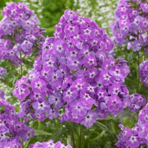 Phlox paniculata Goliath