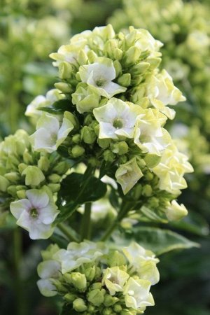 Флокс Phlox paniculata Green Leave