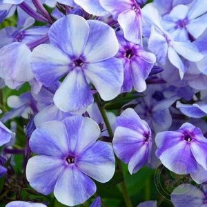 Phlox paniculata Gzhel