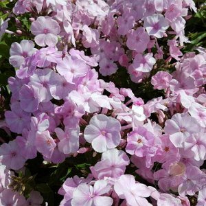Phlox paniculata Helena