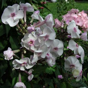 Phlox paniculata Ice Cream