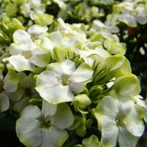 Флокс Phlox paniculata Jade