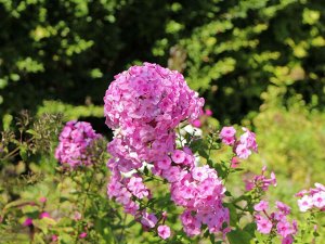 Phlox paniculata Minnehaha