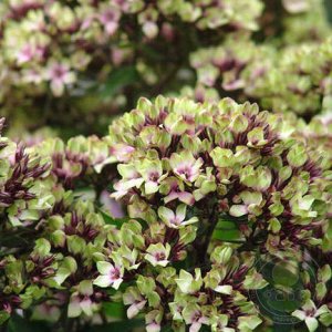 Флокс Phlox paniculata Mystique Green