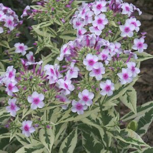 Флокс Phlox paniculata Norah Leigh