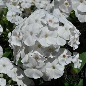 Phlox paniculata Pina Colada