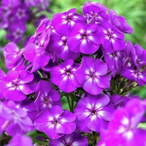 Phlox paniculata Purple Kiss