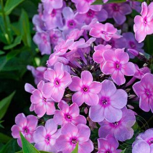 Phlox paniculata Rainbow Dancer