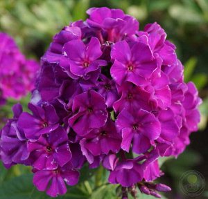 Phlox paniculata Roberta