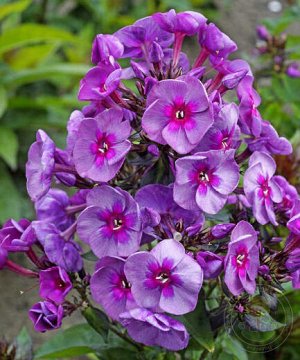 Phlox paniculata Smokey