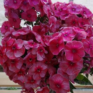 Phlox paniculata Stars and Stripes