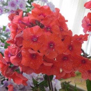 Phlox paniculata Tequilla Sunrise