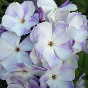 Phlox paniculata White Clouds