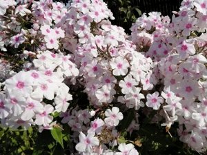 Phlox paniculata White Triumphator