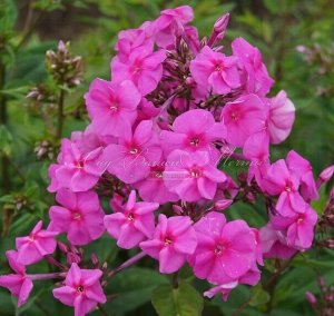 Phlox paniculata Winnetou