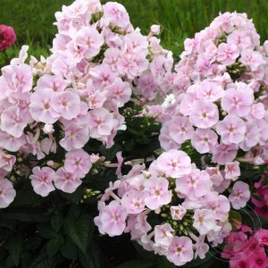 Phlox paniculata Younique Bicolor