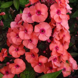 Phlox paniculata Younique Orange