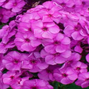 Phlox paniculata Younique Purple