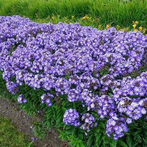 Phlox paniculata Younique Round About