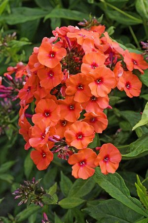 Phlox paniculata Younique Salmon