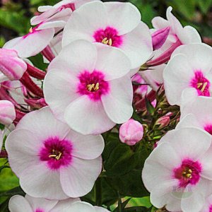 Phlox paniculata Younique Trendy