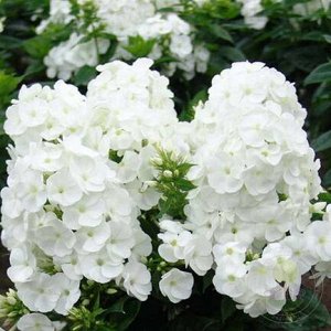 Phlox paniculata Younique White
