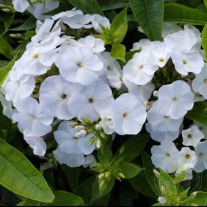 Phlox paniculata Zo?