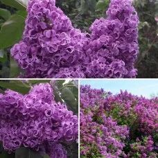 Сирень Академик Курчатов С3