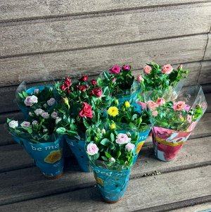 Роза Фото реальное !!!
диаметр : 8 см
высота - 32 см 

Комнатные розы в горшках — это прежде всего красиво: они могут устроить в вашей квартире настоящее буйство красок. Взамен цветы потребуют грамотн