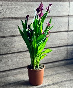 Калла Фото реальное !!!

Калла – эффектное растение с разноцветными чашечками, африканскими корнями и солнечным характером. Это классическая популярная красотка, но кому-то ее красота может показаться