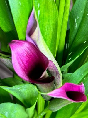 Калла Фото реальное !!!

Калла – эффектное растение с разноцветными чашечками, африканскими корнями и солнечным характером. Это классическая популярная красотка, но кому-то ее красота может показаться