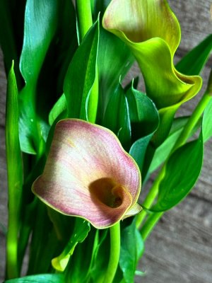 Калла Фото реальное !!!
диаметр : 13 см

Калла – эффектное растение с разноцветными чашечками, африканскими корнями и солнечным характером. Это классическая популярная красотка, но кому-то ее красота 