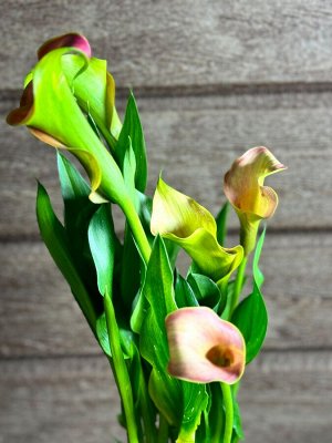 Калла Фото реальное !!!
диаметр : 13 см

Калла – эффектное растение с разноцветными чашечками, африканскими корнями и солнечным характером. Это классическая популярная красотка, но кому-то ее красота 