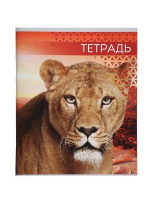 Комплект тетрадей из 4 штук, 48 листов в линейку «Дикие кошки», серые листы