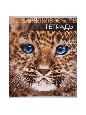 Комплект тетрадей из 4 штук, 48 листов в линейку «Дикие кошки», серые листы