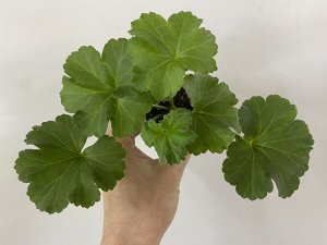 Пеларгония зональная Ю-Кэлушарий