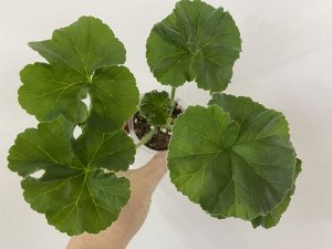 Пеларгония зональная Ю-Царская Невеста , розебудная