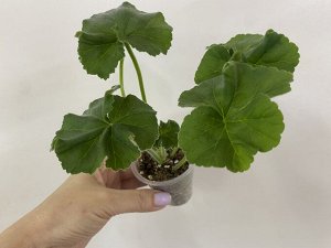 Пеларгония зональная Ю-Царская Невеста , розебудная