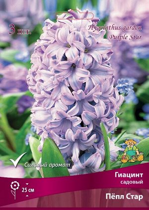 Гиацинт Пепл Стар 15/16 3шт (Поиск)