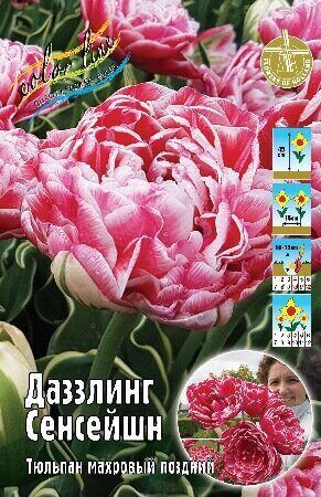 Тюльпан Даззлинг Сенсейшн 11/+ 3шт (Колорлайн)