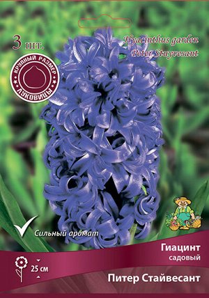 Гиацинт Питер Стайвесант 15/16 3шт (Поиск)