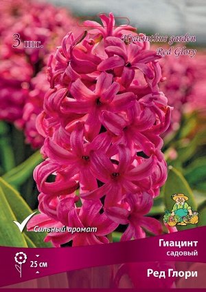 Гиацинт Ред Глори 15/16 3шт (Поиск)