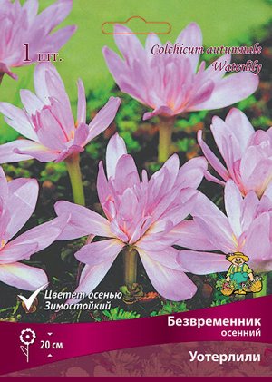 Безвременник Уотерлили 14/16 1шт (Поиск)